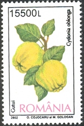 Fruits - Quince (Cydonia oblonga)
