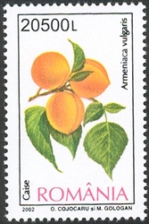 Fruits - Apricot (Armeniaca vulgaris)