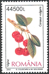 Fruits - Sour cherries (Cerasus vulgaris)