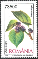 Fruits - Mulberries (Morus nigra)