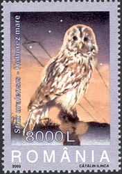 Owls - Strix uralensis