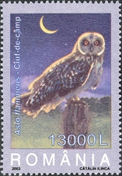 Owls - Asio flammeus