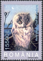 Owls - Asio otus