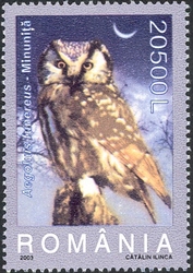 Owls - Aegolius funereus
