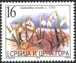 Flora - Galanthus nivalis L. 1753