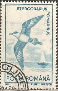 Stamp, Pomarine Skua (Stercorarius pomarinus), Romania,  , Birds, Gulls, Animals (Fauna)
