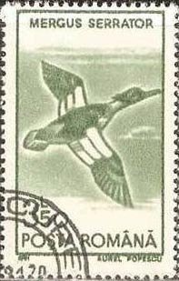 Stamp, Red-breasted Merganser (Mergus serrator), Romania,  , Birds, Animals (Fauna)