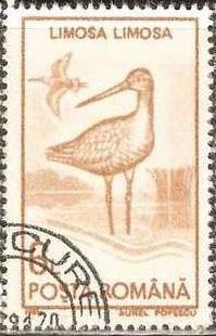 Stamp, Black-tailed Godwit (Limosa limosa), Romania,  , Birds, Animals (Fauna)
