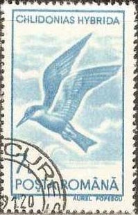 Stamp, Whiskered Tern (Chlidonias hybrida), Romania,  , Birds, Animals (Fauna)