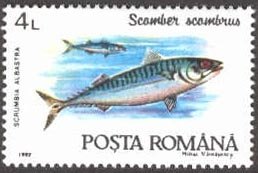 Atlantic Mackerel (Scomber scombrus)