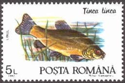 Tench (Tinca tinca)