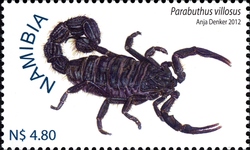 Scorpions of Namibia - Parabuthus villosus