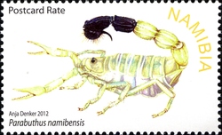 Scorpions of Namibia -Parabuthus namibensis