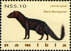 Mongooses of Namibia - Black Mongoose