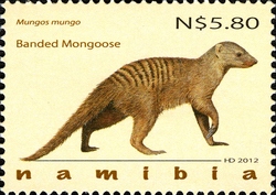 Mongooses of Namibia - Banded Mongoose