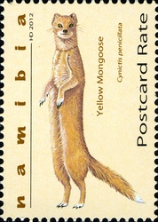 Mongooses of Namibia - Yellow Mongoose