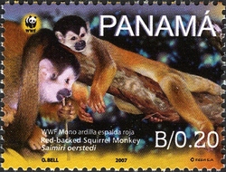 WWF - Red-backed squirrel monkey