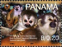 WWF - Red-backed squirrel monkey