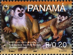 WWF - Red-backed squirrel monkey