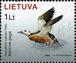 The Red Book of Lithuania - Steller's Eider