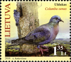 Red Book of Lithuania - Forest Fauna and Flora - Stock Pigeon