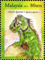 Exotic Pets - Green Iguana