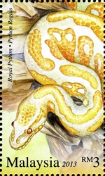 Exotic Pets - Royal Python