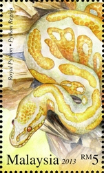 Exotic Pets - Royal Python