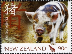 Year of the Pig - Kunekune Pig