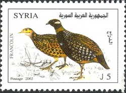 Francolin