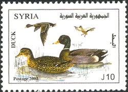 Duck