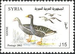 Goose