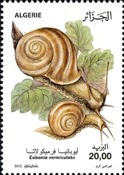 Snails - Eobania vermiculata