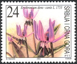 Flora - Erythronium dens - canis L. 1753