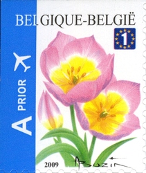 Tulipa bakeri - Lilac Wonder