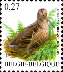 Woodcock - Scolopax rusticola