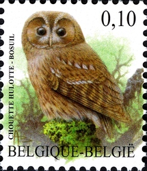 Tawny Owl