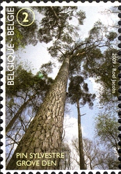 Forest for the Trees - Forêt de Soignes - Scots Pine