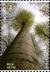 Forest for the Trees - Forêt de Soignes - Beech