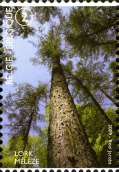 Forest for the Trees - Forêt de Soignes - Larch