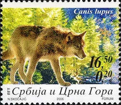 Protected Species - Canis lupus