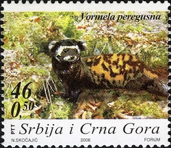 Protected Species - Vormela peregusna