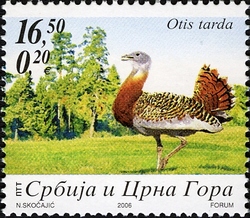 Protected Species - Otis tarda