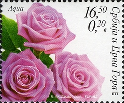 Flora - Roses - Aqua
