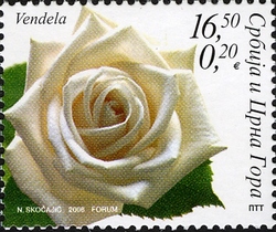 Flora - Roses - Vendela