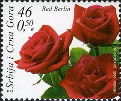 Flora - Roses - Red Berlin
