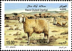 Sheep of Algeria - Ouled Djellal Breed