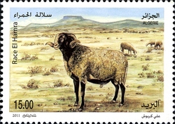 Sheep of Algeria - Hamra Breed