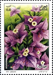 Ornamental Plants - Bougainvillea