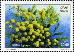 Ornamental Plants - Mimosa